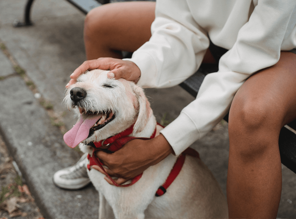 rover pet sitter jobs in Boston, MA